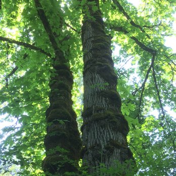 Kanaskat-Palmer State Park - Hiking Near Me - Ravensdale, Washington Kanaskat-Palmer State Park - Hiking Near Me - Ravensdale, Washington