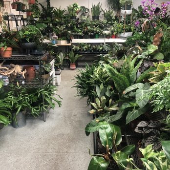 City Oasis - So many tropical plants! Great selection - Gift Shops Near Me - Orlando, Florida City Oasis - So many tropical plants! Great selection - Gift Shops Near Me - Orlando, Florida