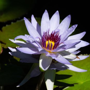 Pinecrest Gardens - Lilies thriving beautifully. - Botanical Gardens Near Me - Pinecrest, Florida