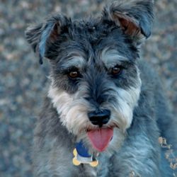 Footprints Animal Hospital - Our sweet Molly who went over the rainbow bridge on July 15.