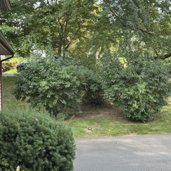 Moscarillo's of West Hartford - Forsythias prior