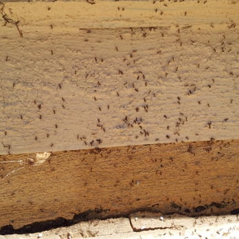 EcoTarget Pest Solutions - Ants nested next to an exterior kitchen wall. Stop using products from the store that only makes things worse, give us a call. - Pest Control Near Me EcoTarget Pest Solutions - Ants nested next to an exterior kitchen wall. Stop using products from the store that only makes things worse, give us a call. - Pest Control Near Me
