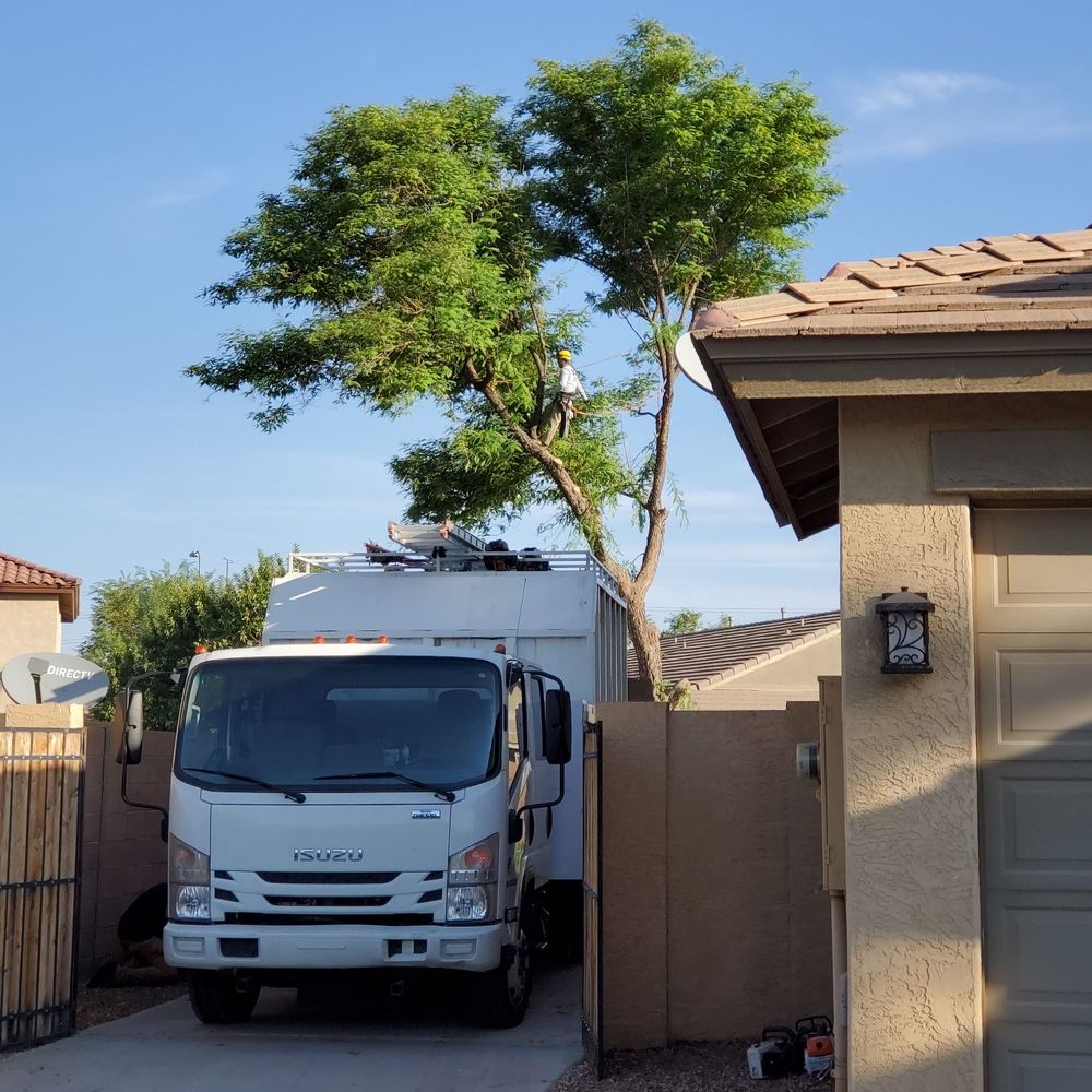 Bassett Tree Service - They had all of the necessary equipment and crew needed to make the tree removal process safe and quick. - Tree Services Near Me - Mesa, Arizona Bassett Tree Service - They had all of the necessary equipment and crew needed to make the tree removal process safe and quick. - Tree Services Near Me - Mesa, Arizona
