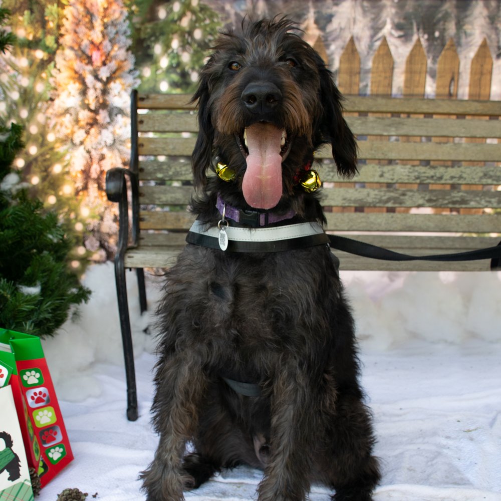 TRAPPER, A standard Poodle & Doberman mix TRAPPER, A standard Poodle & Doberman mix