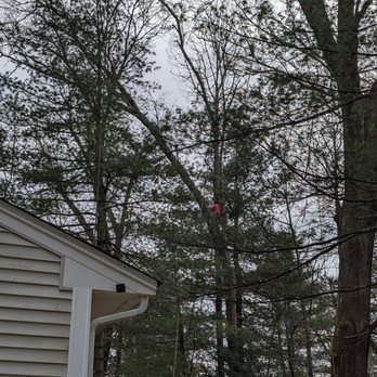 Palmer Tree Service - the most difficult tree due to the lean. - Tree Services Near Me - Framingham, Massachusetts