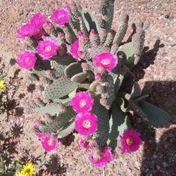 Tier Drop Rv Park - Blooming Cactus...