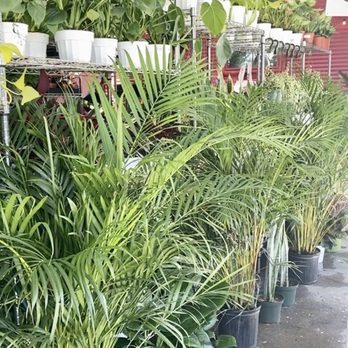 The Plant Chica - Nurseries & Gardening Near Me - leimert park, California The Plant Chica - Nurseries & Gardening Near Me - leimert park, California