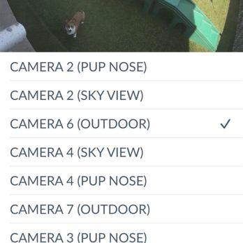 Camp Bow Wow - Pet Sitting Near Me - Elmwood Park, New Jersey Camp Bow Wow - Pet Sitting Near Me - Elmwood Park, New Jersey