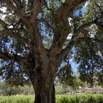 White Rock Vineyards - BEAUTIFUL Oak under which we had the tasting - Wineries Near Me - Napa, California White Rock Vineyards - BEAUTIFUL Oak under which we had the tasting - Wineries Near Me - Napa, California