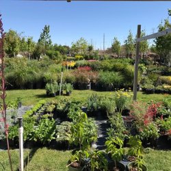 Palace Nursery - We have a fantastic selection of perennials and shrubs.