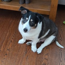 Dog Walking and Pet Sitting Specialists