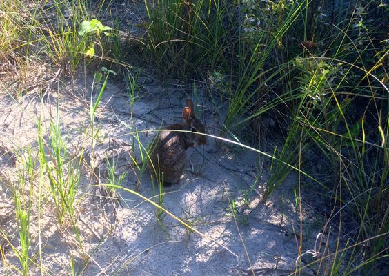 Cape May National Wildlife Refuge by null