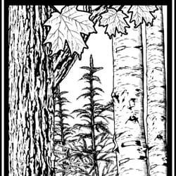 The Walden Woods Project