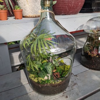 Evergreen Garden - Little terrarium. - Nurseries & Gardening Near Me - San Antonio, Texas