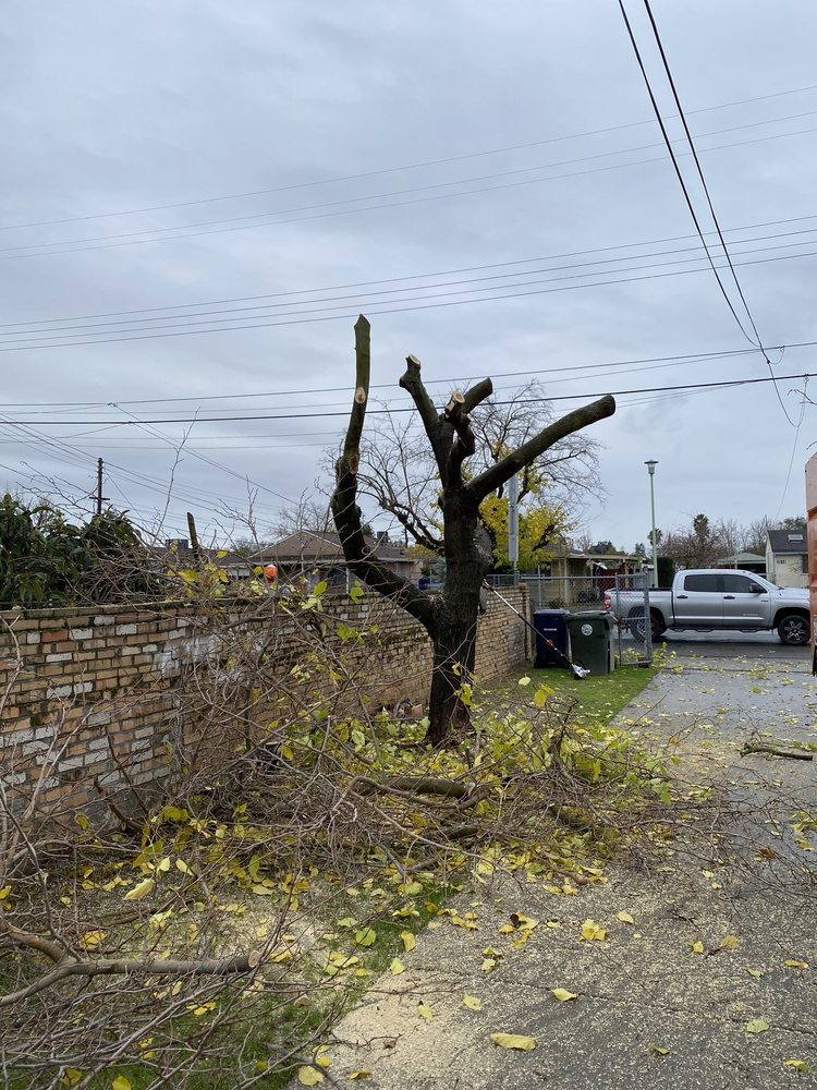 Kingdom Tree Services - tree service in Sacramento, CA