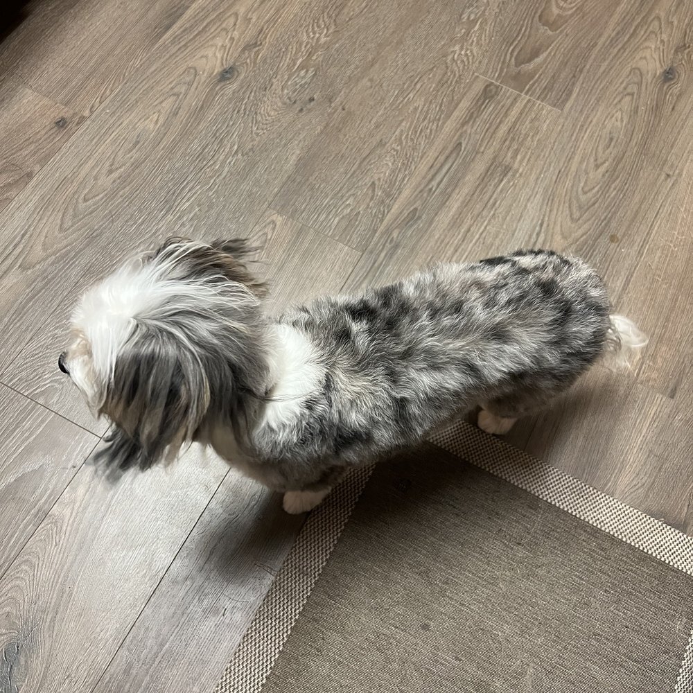 Kimberly's Dog Grooming - Love her spots! - Pet Groomers Near Me - Redding, California