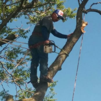 Chicago Tree Service Professionals - Tree Services Near Me