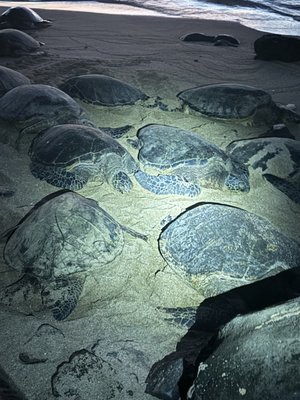 Noelani Condominium Rental Association by null