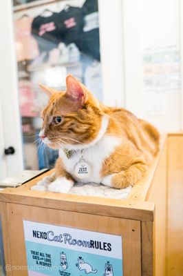 NEKO Cat Cafe Seattle by null