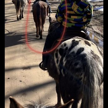 1. Lori Gruber Horsing Around