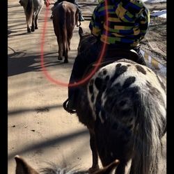 Lori Gruber Horsing Around