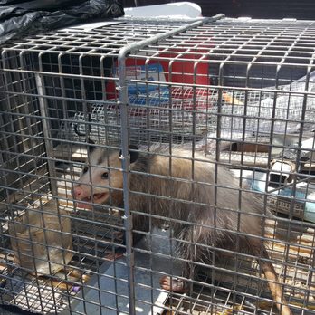 First Choice Pest Control - Wildlife trapping and removal in Atlanta, ga - Pest Control Near Me - Lithonia, Georgia First Choice Pest Control - Wildlife trapping and removal in Atlanta, ga - Pest Control Near Me - Lithonia, Georgia