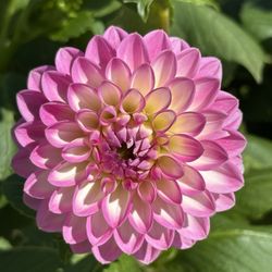 White Flower Farm