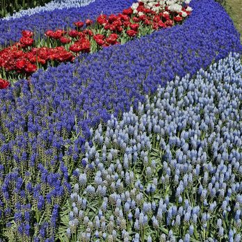 Roozengaarde Display Garden & Store - Florists Near Me - Mount Vernon, Washington Roozengaarde Display Garden & Store - Florists Near Me - Mount Vernon, Washington