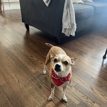 DFW Pet Love Grooming - Pet Groomers Near Me - Garland, Texas DFW Pet Love Grooming - Pet Groomers Near Me - Garland, Texas