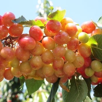 Golden Goat Farms Amber Cherry Scented Bubble Bath with Goats Mi 並行輸入品 AMBER\u0027S U-PICK CHERRY FARM - CLOSED - Updated November 2025 - 38