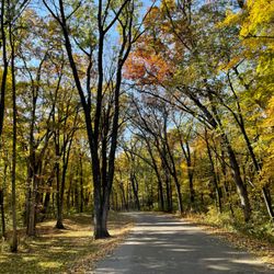 Wyalusing State Park - Cathedral Tree Drive