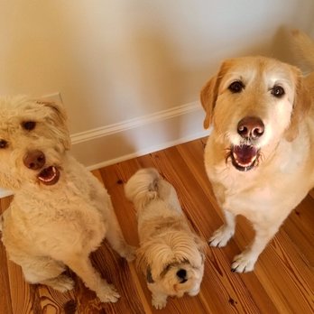 For Pet's Sake - #petsitter #housesitter #dogwalker #plantwaterer #openholidays #fsu #tallahassee 8504084534 www.forpetssakecare.com - Pet Sitting Near Me - Tallahassee, Florida