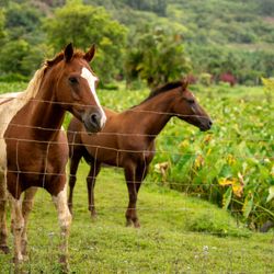 Waipa Foundation - Horses on the property