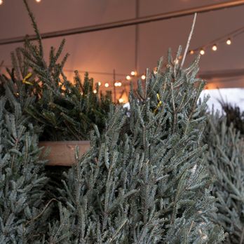 CLE Trees - Fraser Firs! - Christmas Trees Near Me - North Olmsted , Ohio