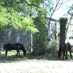 Equestrian Ventures