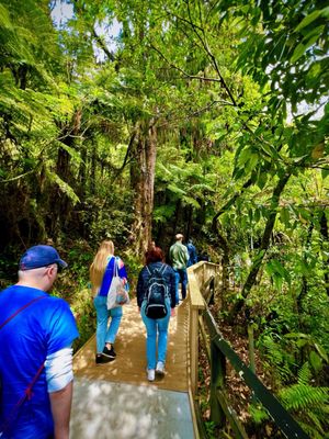 Waitomo Glowworm Caves by null