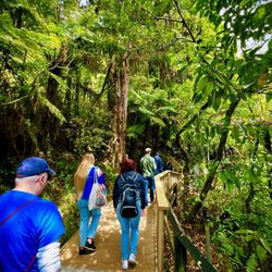 Waitomo Glowworm Caves - The walk to and from the caves is magical too - so many towering ferns and awesome jungle!