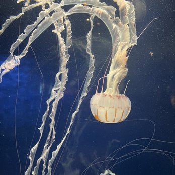 Vancouver Aquarium - Jellyfish - Aquariums Near Me - Vancouver, British Columbia Vancouver Aquarium - Jellyfish - Aquariums Near Me - Vancouver, British Columbia
