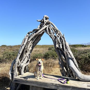 Fiscalini Ranch Preserve - My pup Suki - Beaches Near Me - Cambria, California Fiscalini Ranch Preserve - My pup Suki - Beaches Near Me - Cambria, California