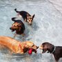Photo of The Woof Den
