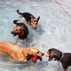 The Woof Den - Dogs enjoying the unground saltwater pool!