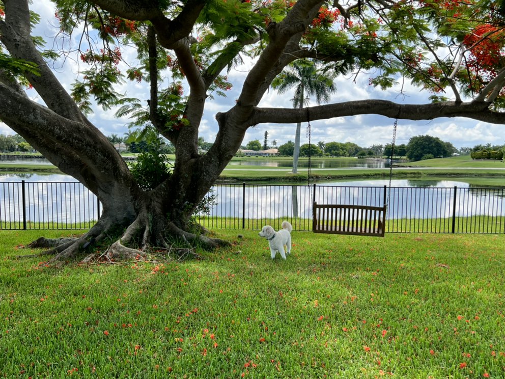 MARCO ISLAND PET CARE 21 Photos 310 7th St NW, Naples, Florida Pet Sitting Phone Number