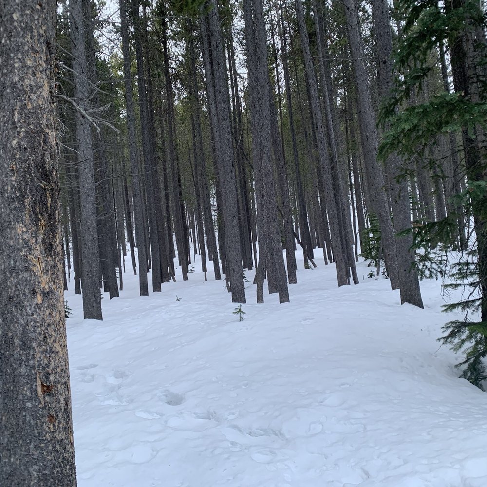 Rewilding Expeditions - Tours Near Me Rewilding Expeditions - Tours Near Me