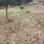 Apache Tines
