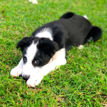 Waianae Veterinary Clinic - Acting shy - Veterinarians Near Me - Waianae, Hawaii