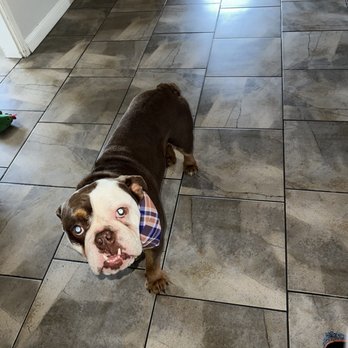 Shiny Paws & Claws - Pet Groomers Near Me - Fontana, California Shiny Paws & Claws - Pet Groomers Near Me - Fontana, California