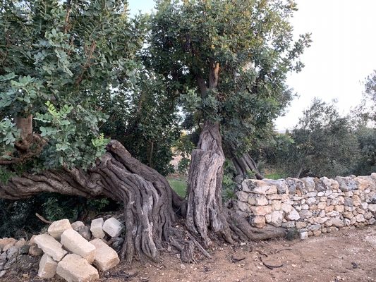 Masseria TORRE COCCARO by null