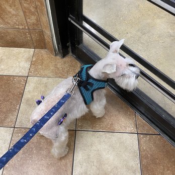 Central Animal Hospital - Per Dr Stetzler we now use a chest harness instead of anything around her neck. She just steps into it. - Veterinarians Near Me - Boca Raton, Florida Central Animal Hospital - Per Dr Stetzler we now use a chest harness instead of anything around her neck. She just steps into it. - Veterinarians Near Me - Boca Raton, Florida