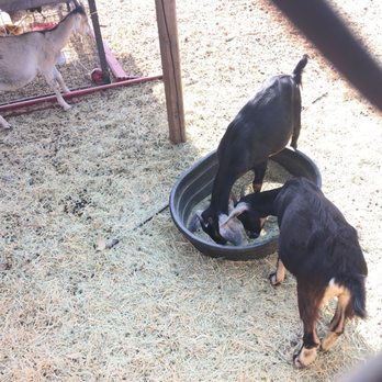 ranch feed & pet supply