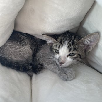Petco - Pet Stores Near Me - Laveen, Arizona